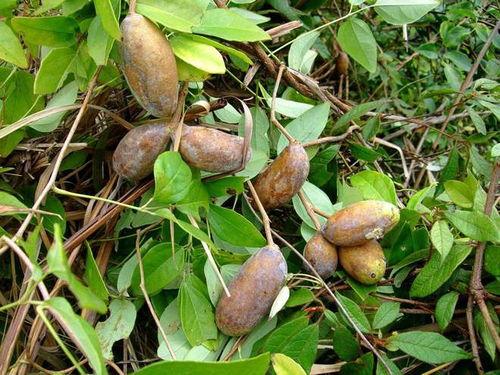 怎么可以吃兔兔 