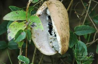 怎么可以吃兔兔 