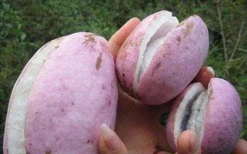 怎么可以吃兔兔 