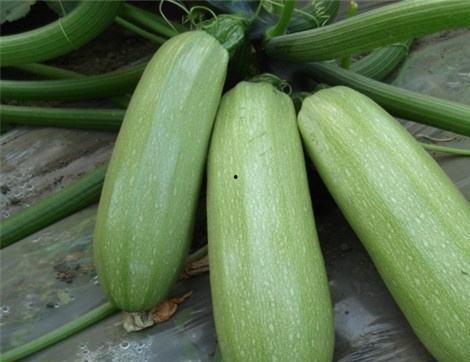 怎么可以吃兔兔 