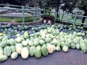 黑料吃瓜网apk普通安装 