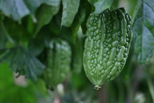 黑料吃瓜网apk普通安装 