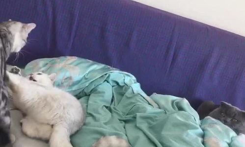 黑料吃瓜网apk普通安装 