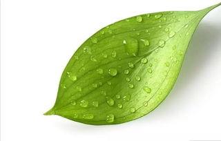 小叶子架子鼓官网版 