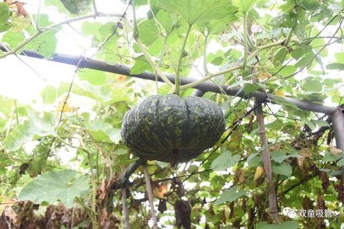 黑料吃瓜网apk普通安装 