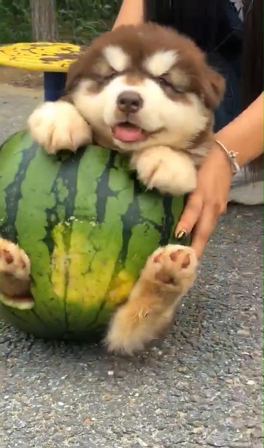 主人和女仆的美食俱乐部 