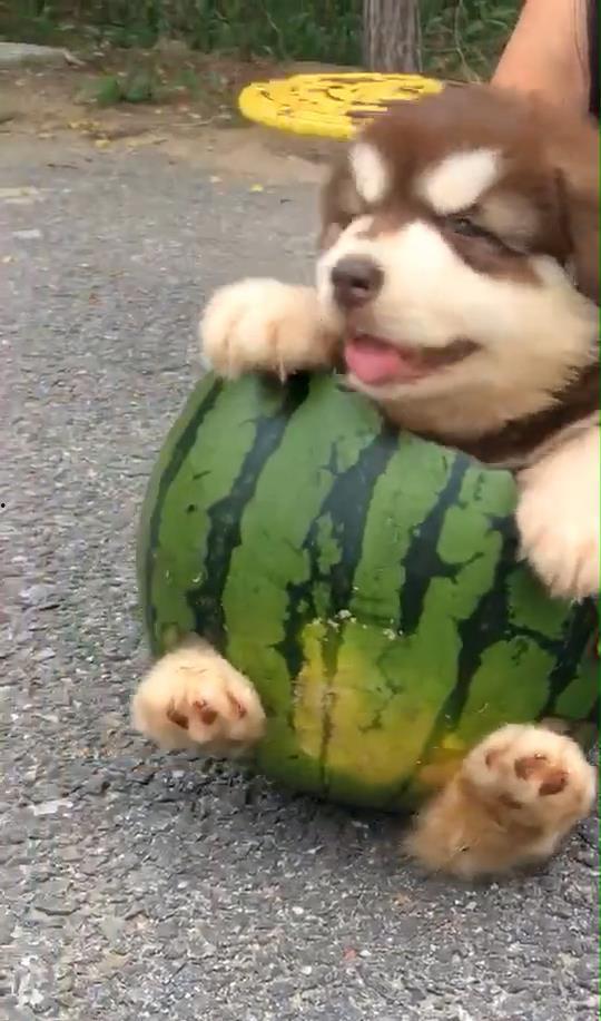 主人和女仆的美食俱乐部 