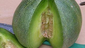 贪吃绿蛇 