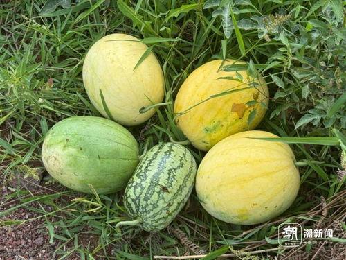 黑料吃瓜网apk普通安装 